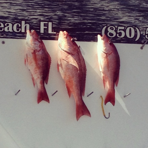 Fresh catch! All the red snapper you can eat.